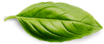 basil leaf.png